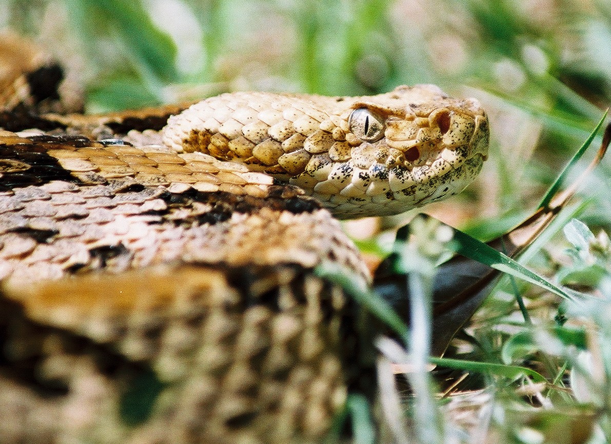 SC Canebrake.jpg [412 Kb]